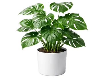 Monstera Deluxe, 6" Pot Included